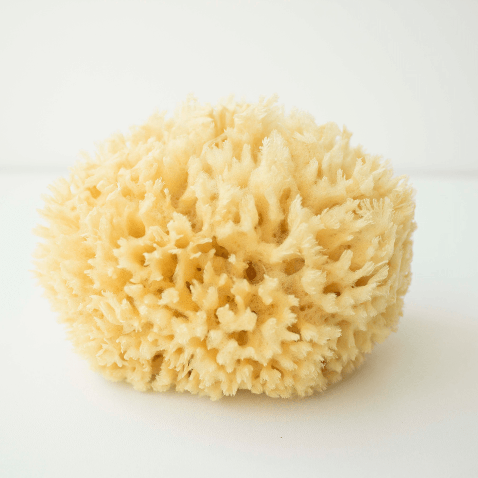 Sea Sponge 1_preview