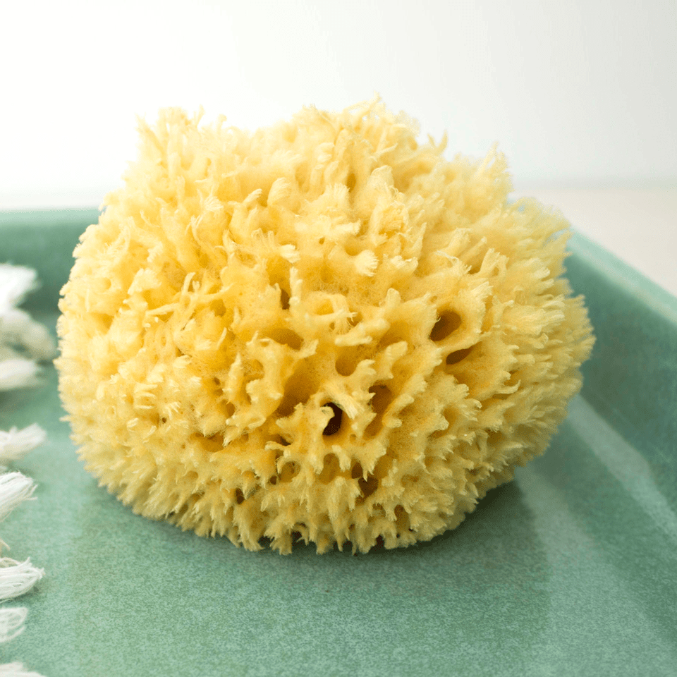 Natural Sea Sponge